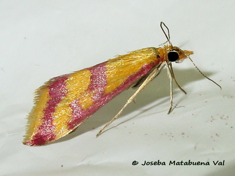 Pyrausta sanguinalis - Crambidae